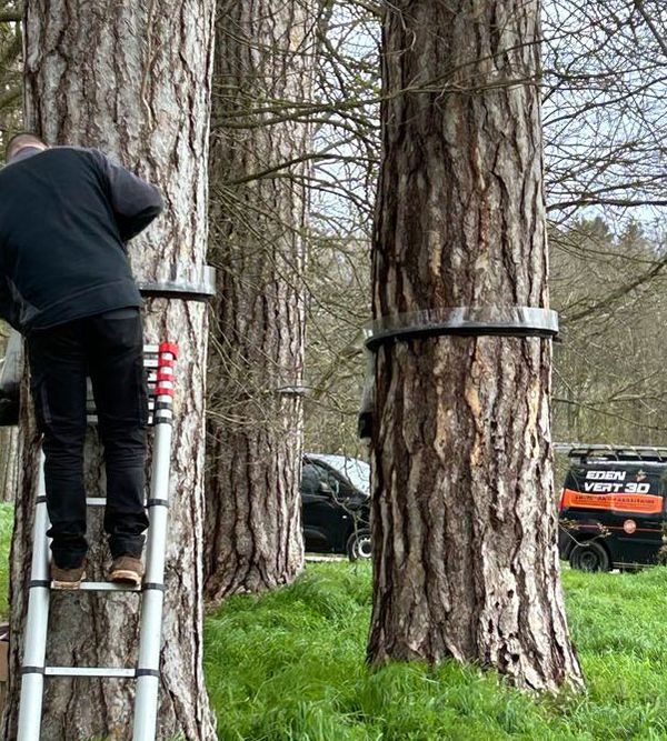 Eco-pièges pour chenilles processionnaires